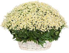 Цветочная композиция из Ромашки в корзине #REPLACE_PRED# Крыму Ростовская область